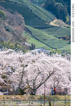Tea fields and cherry blossoms in Watsuka-cho, Kyoto Prefecture Spring green tea Matcha green tea Somei Yoshino 53231961