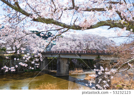 京都Watsuka-cho櫻花的場景 53232123