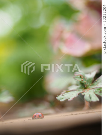 Ladybug 53232204