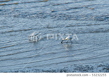 琵鷺，始興市，京畿道 53232255