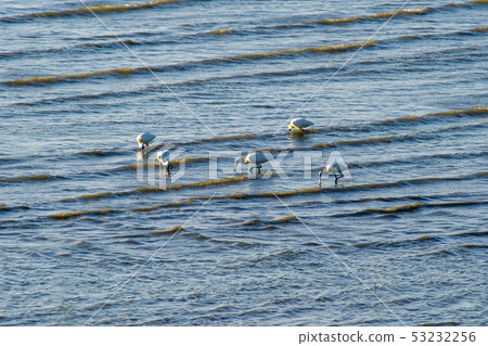 琵鷺，始興市，京畿道 53232256