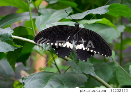 Common mormon, Papilio polytes 53232553