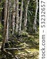 Beautiful display marshy wetlands grass tree wood 53232657