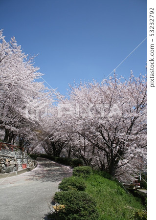 Cherry Blossom Avenue Cherry Blossom Avenue 53232792