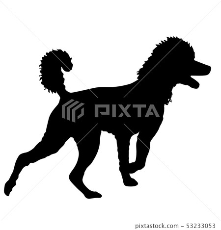 Poodle dog silhouette on a white background 53233053