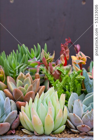 多汁植物 53233086