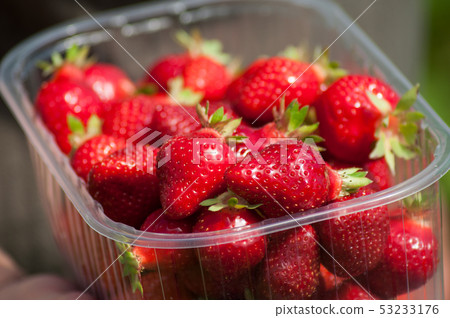 closeup of strawberries picked in a greenhouse closeup of strawberries picked in a greenhouse 53233176
