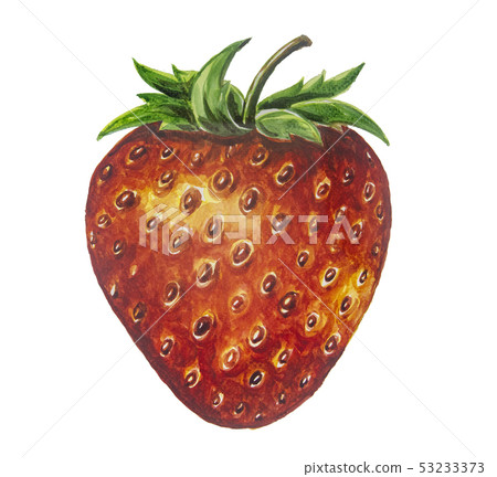 Strawberry fruit painting.Painted with watercolor. Strawberry fruit painting.Painted with watercolor. 53233373