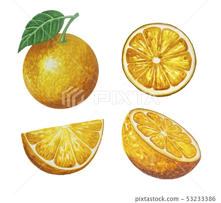 Hand drawn watercolor oranges fruit painting Hand drawn watercolor oranges fruit painting 53233386