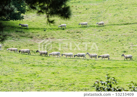 Sheep grazing in the field and lining up in a row 53233409