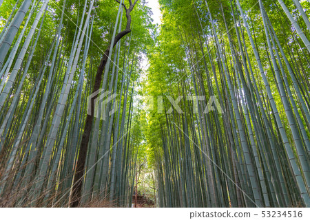 Kyoto Arashiyama Takebayashi Chino Kyoto Arashiyama Takebayashi Chino 53234516