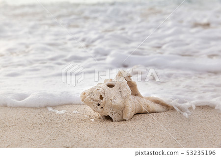 Sea shell on the beach over seascape background Sea shell on the beach over seascape background 53235196