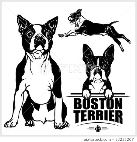 Boston Terrier dog - vector set isolated illustration on white background 53235207