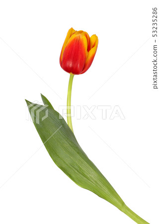 Beautiful red and yellow tulip 53235286