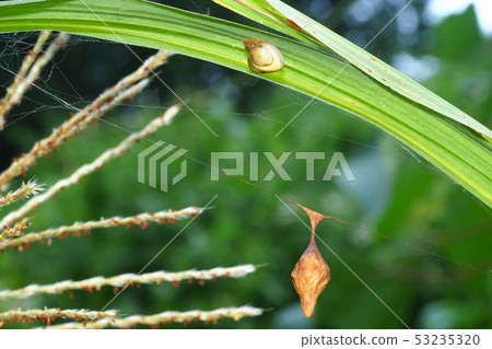 Otorino Fundamasi（女）和蛋殼 53235320