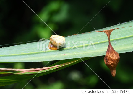 Otorino Fundamasi (female) and eggshell Otorino Fundamasi (female) and eggshell 53235474