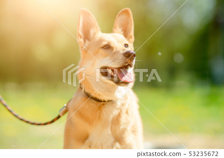 Photo of ginger small dog with its mouth open with leash around her neck sitting on green lawn with Photo of ginger small dog with its mouth open with leash around her neck sitting on green lawn with 53235672