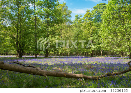 Blue Bell Forest UK Blue Bell Forest UK 53236165