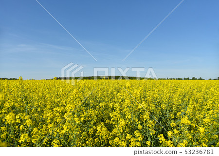 Bright field yellow rape flowers against blue sky 53236781