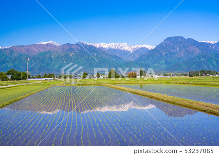 (Nagano Prefecture) Rural landscape of Azumino after rice planting (Nagano Prefecture) Rural landscape of Azumino after rice planting 53237085