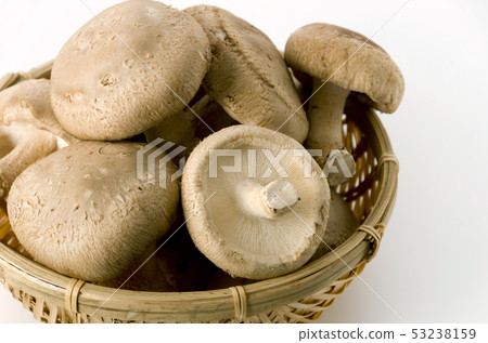 Shiitake 53238159