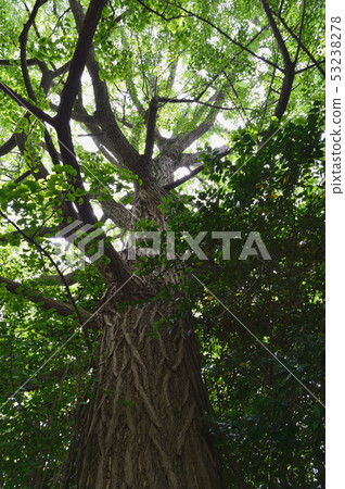 Ginkgo biloba Ginkgo biloba 53238278