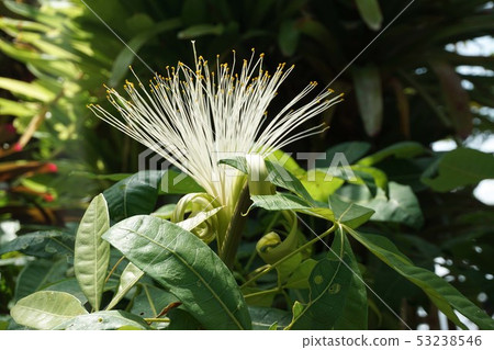 Pachira花 Pachira花 53238546