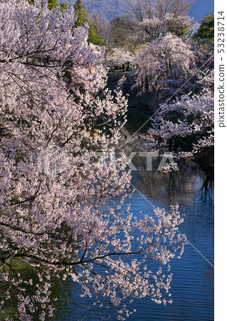Spring Ueda Castle Cherry blossoms in full bloom Ueda City, Nagano Prefecture Spring Ueda Castle Cherry blossoms in full bloom Ueda City, Nagano Prefecture 53238714