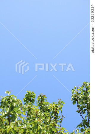 After pear flower and blue sky 53239334