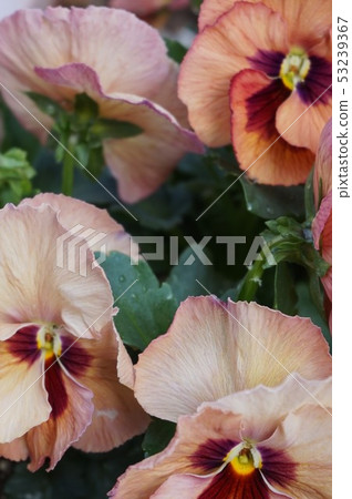 三色堇 53239367