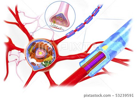 Cross section of a neuron or nerve cell 53239591