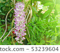 Bunch of White and Purple Little Bird Orchids Bunch of White and Purple Little Bird Orchids 53239604