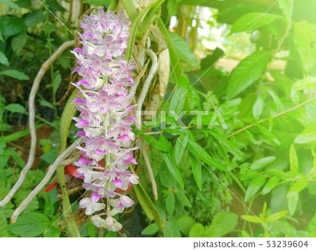 Bunch of White and Purple Little Bird Orchids 53239604