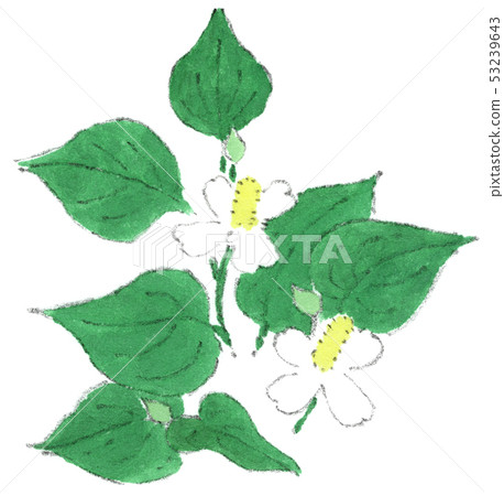 Dokudami白花 53239643