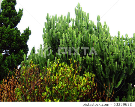 Flower and fruit plant Flower and fruit plant 53239658