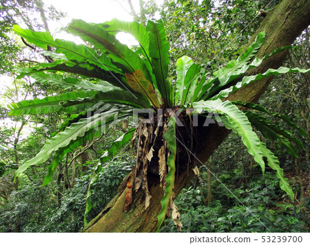 Flower and fruit plant 53239700