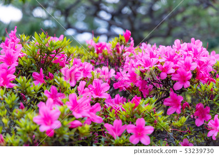 Azalea flowers full bloom beautiful Azalea flowers full bloom beautiful 53239730