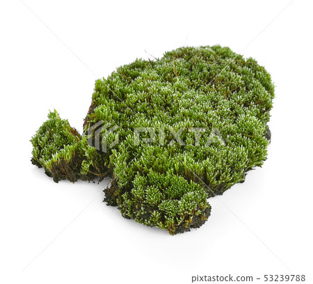 Green moss isolated on white bakground Green moss isolated on white bakground 53239788