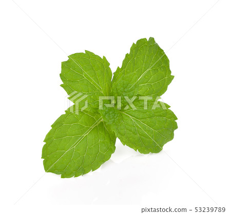 mint isolated on the white background. 53239789