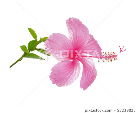 hibiscus flower isolated on white background hibiscus flower isolated on white background 53239823