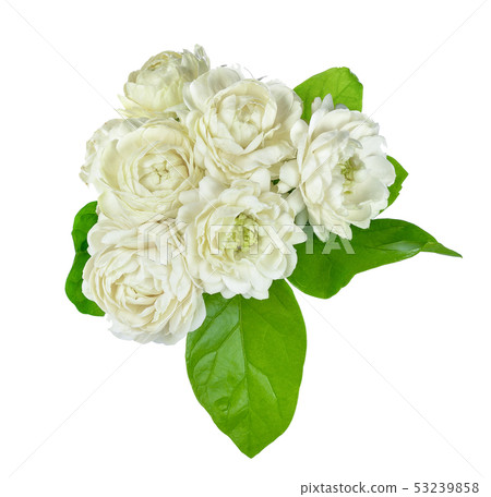 Jasmine Flower Isolated on White Background 53239858