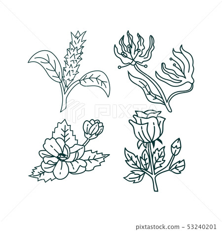 Flower Leaf Illustration Design Template Vector Flower Leaf Illustration Design Template Vector 53240201
