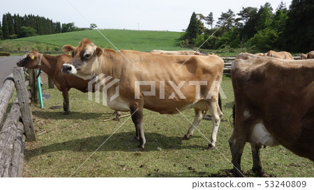 高千穗牧場 53240809