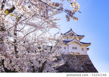 [Yamanashi Prefecture] Kofu Castle Inari Turret and cherry blossoms in full bloom 53241148