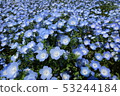 Blue beautiful nemophila 53244184