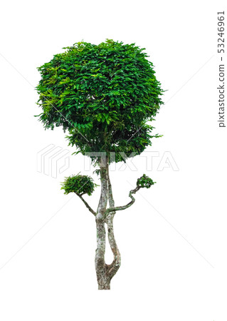 Tree dwarf tamarind beautiful isolated on white Tree dwarf tamarind beautiful isolated on white 53246961