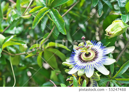Blue Passionflower Flower Blue Passionflower Flower 53247488