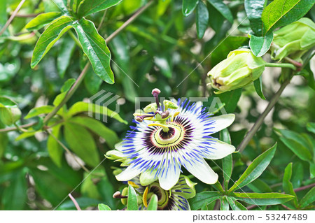 Blue Passionflower Flower Blue Passionflower Flower 53247489