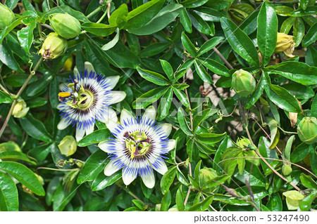 Blue Passionflower Flower Blue Passionflower Flower 53247490