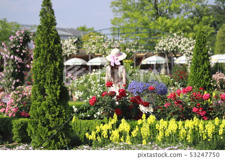 足利花卉公園玫瑰和婦女 足利花卉公園玫瑰和婦女 53247750